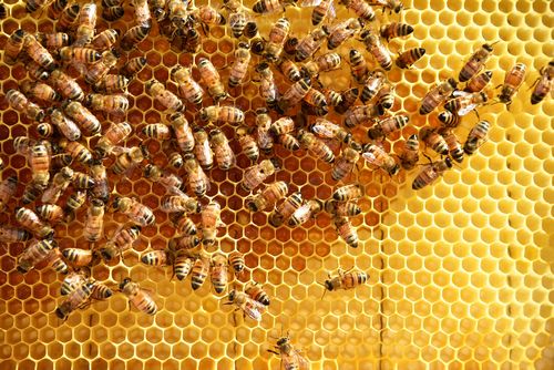 Benefits of the Honeycomb Structure For Honeybees 