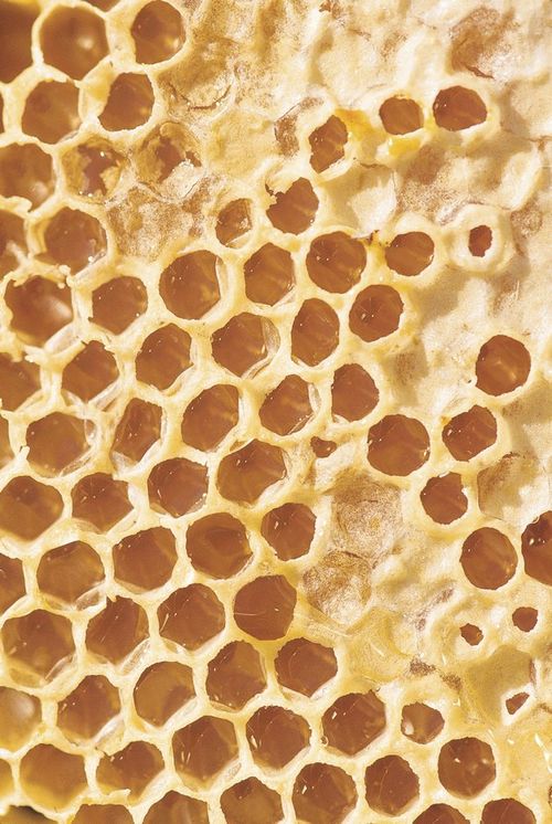 Benefits of the Honeycomb Structure For Honeybees 