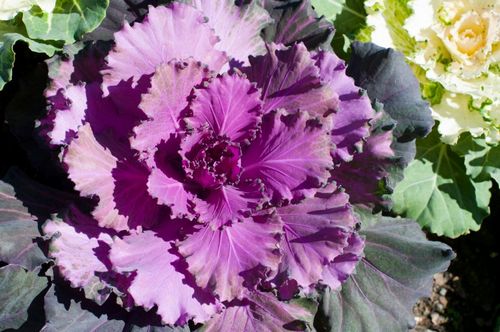 Can You Benefit From Taking Purple Cabbage? 