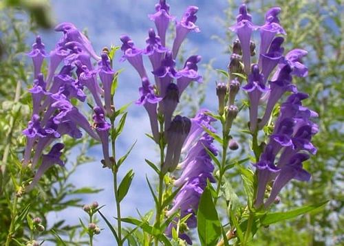 How the Chinese Use Skullcap Tea 