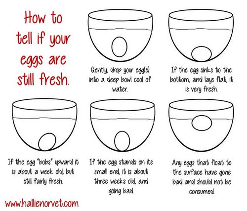 How to Tell if an Egg Is Bad with the Float Test