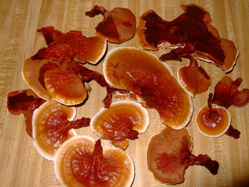 Making Reishi Mushroom Extract is Easy 