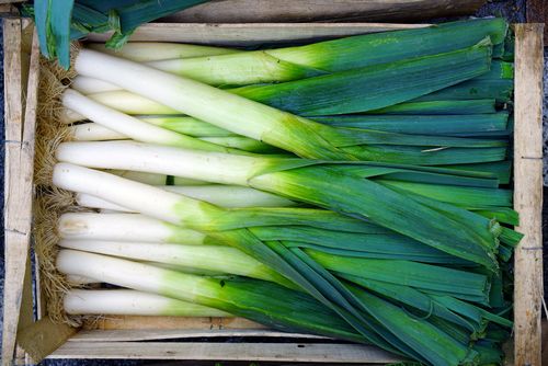 The Differences Between Scallions Vs Green Onions 